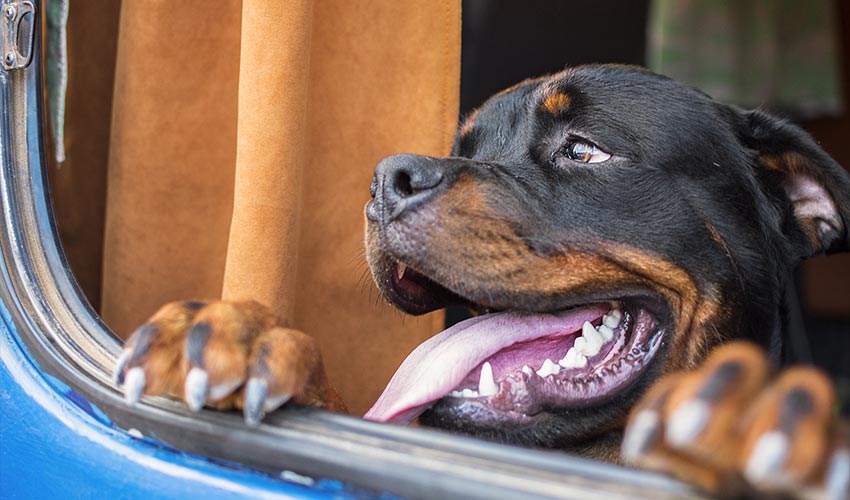 VANLIFE : un van aménagé pour voyager avec son chien